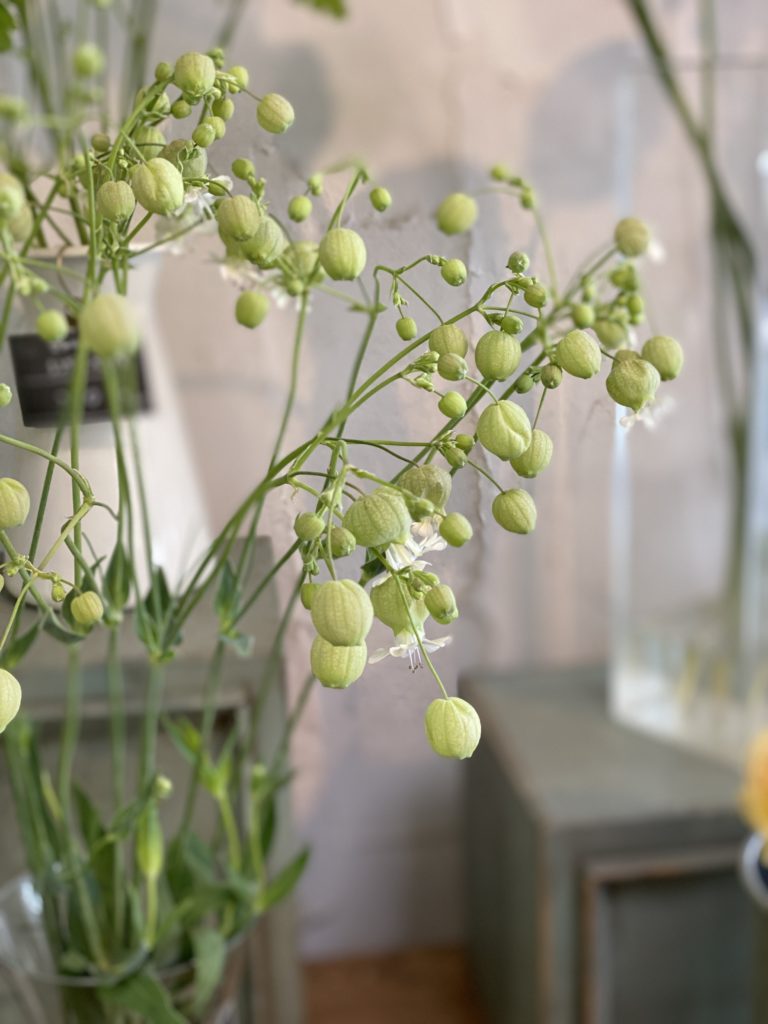 今日の花 グリーンベル 有 花のセイカエン